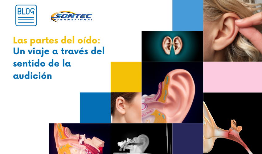 Las partes del oído: Un viaje a través del sentido de la audición