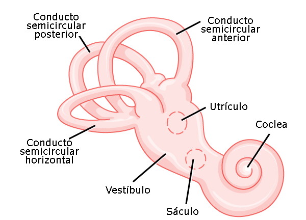 parts of the inner ear