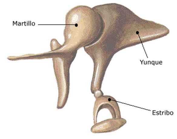 Teile des Mittelohrs